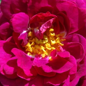 Rosen Bestellen - Rosa Gipsy Boy - Bourbonrosen - lila - diskret duftend - Rudolf Geschwind - Ihre gefüllten Blüten blühen im Frühling und am Anfang des Sommers gruppenweise.